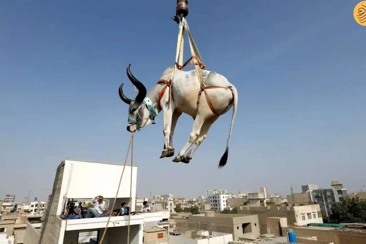 (ویدئو) پرواز گاوها از پشتبامها در آستانه عید قربان