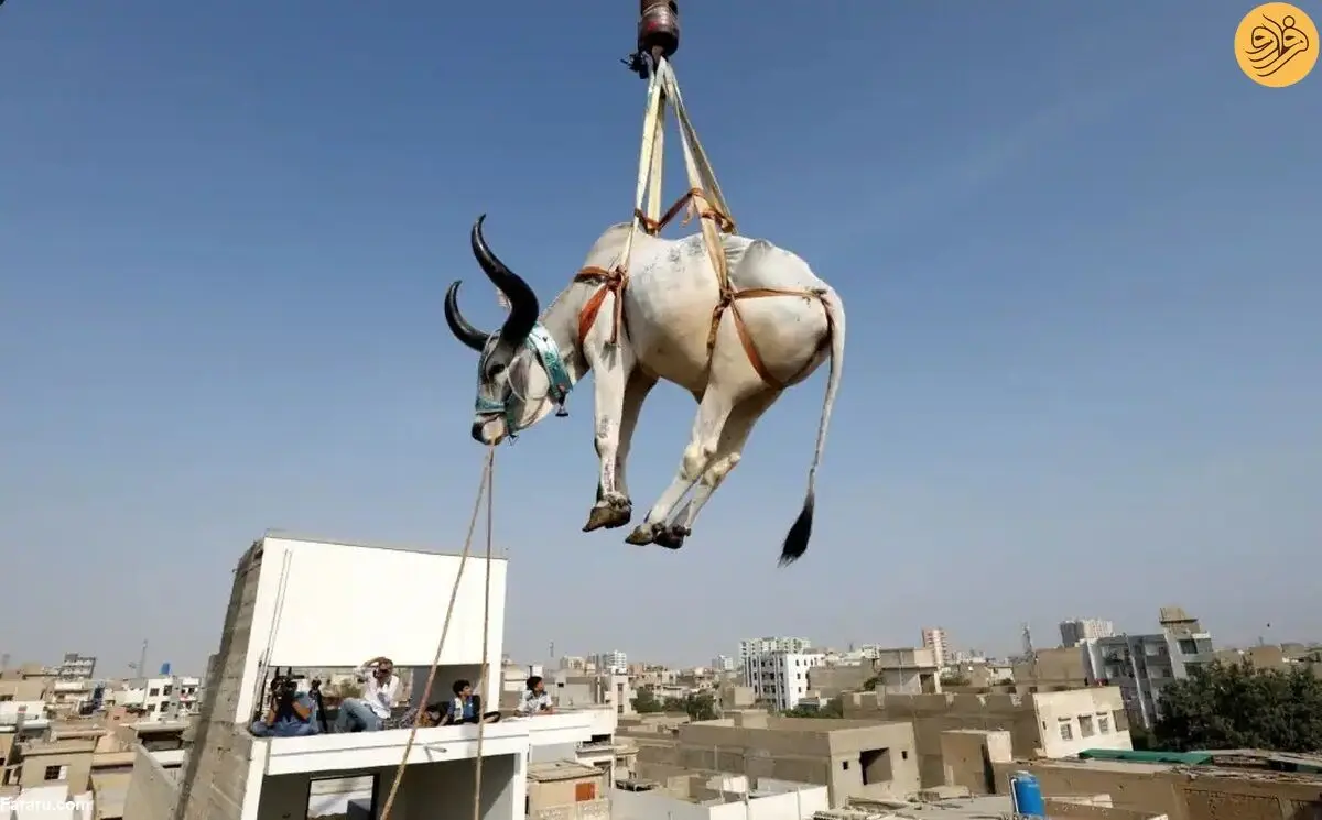 (ویدئو) پرواز گاو‌ها از پشت‌بام‌ها در آستانه عید قربان