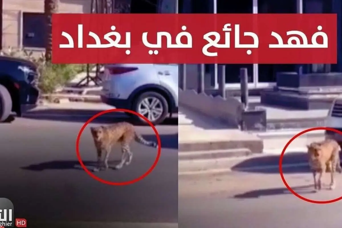 (ویدئو) پرسه آزادانه یک یوزپلنگ در خیابانهای بغداد!
