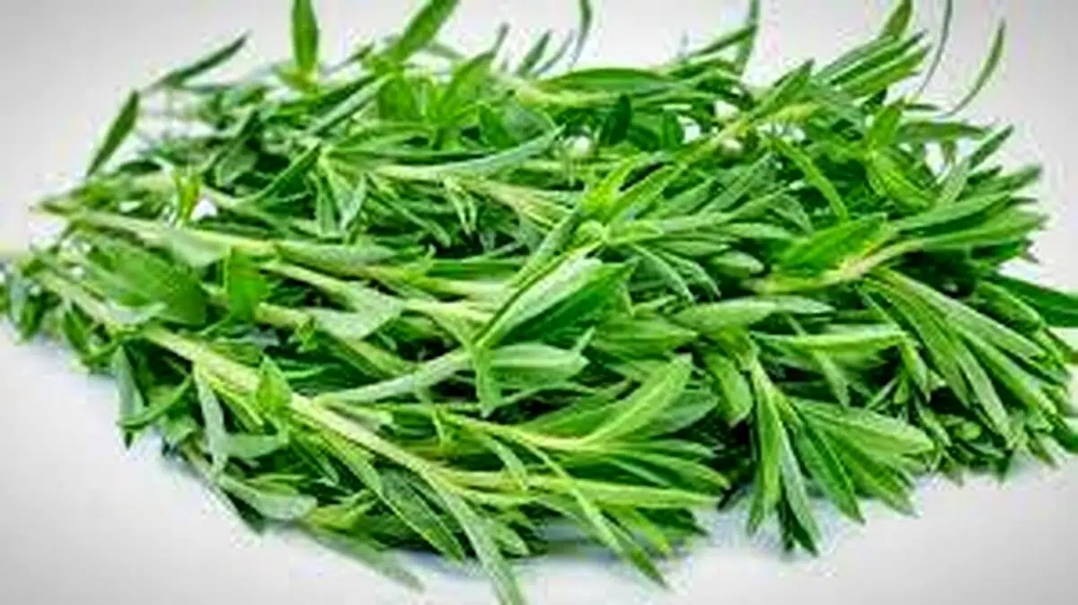 با این گیاه خوش‌عطر و طعم نفخ معده و روده را درمان کنید