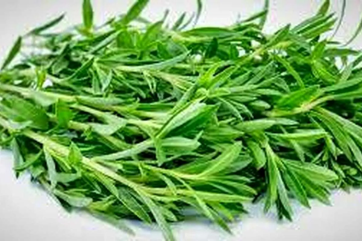 با این گیاه خوش‌عطر و طعم نفخ معده و روده را درمان کنید