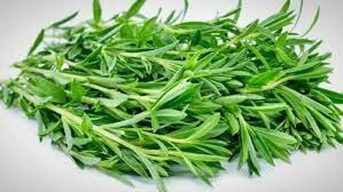 با این گیاه خوش‌عطر و طعم نفخ معده و روده را درمان کنید
