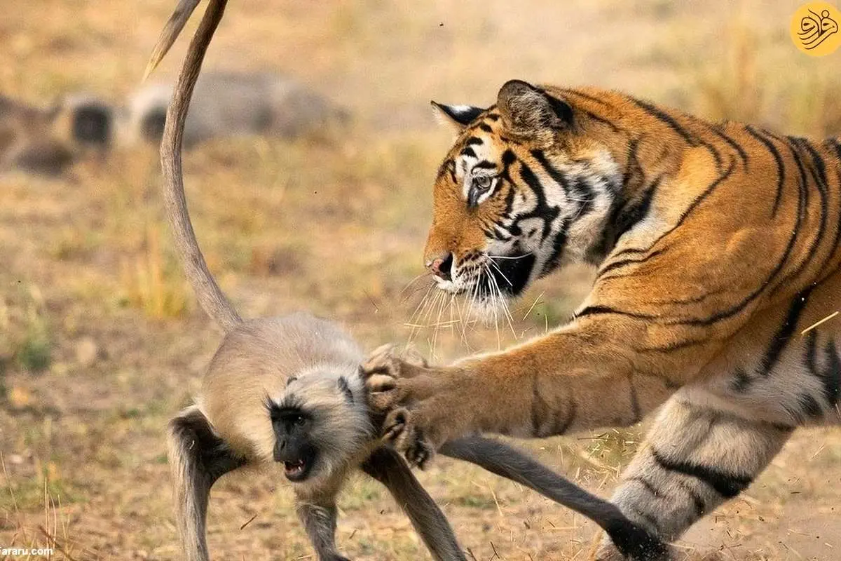عکس روز حیات وحش؛ ضربه پنجه ببر غولپیکر به لنگور