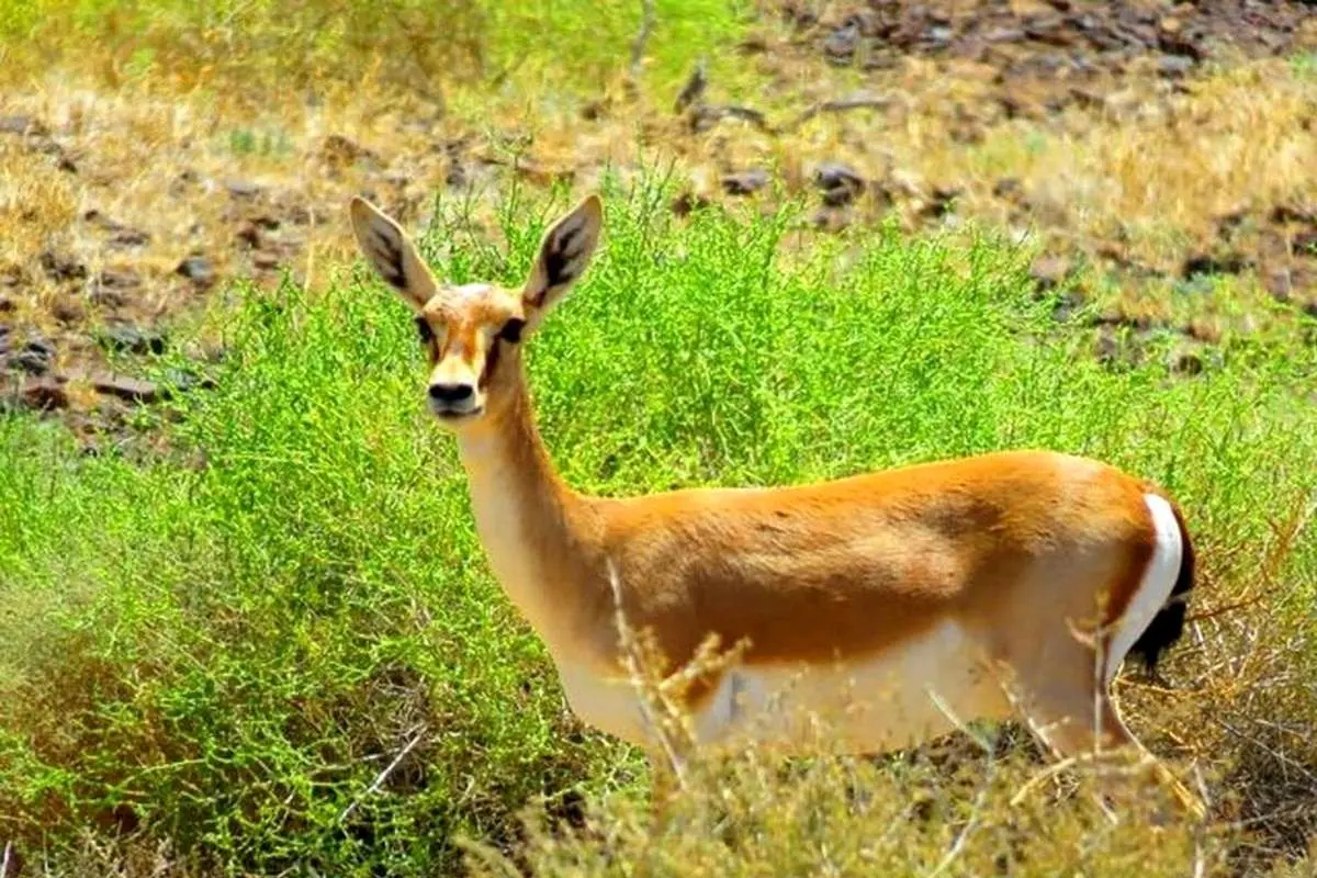 (ویدئو) تصاویری از دو آهوی زیبا در پارک ملی گلستان