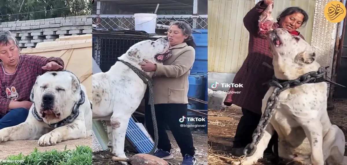 (ویدئو) این حیوان عظیم‌الجثه سگ است یا گودزیلا!