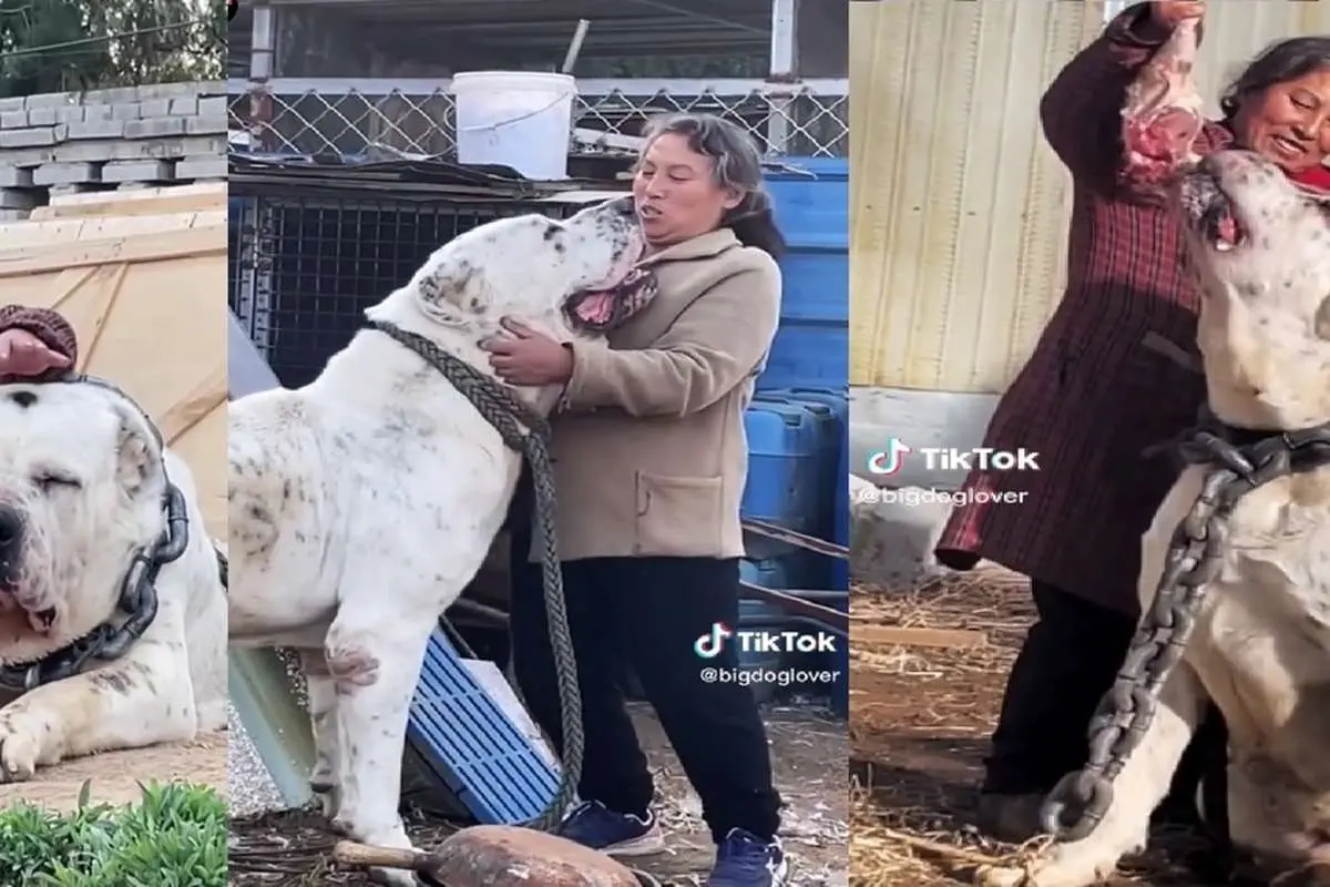 (ویدئو) این حیوان عظیمالجثه سگ است یا گودزیلا!