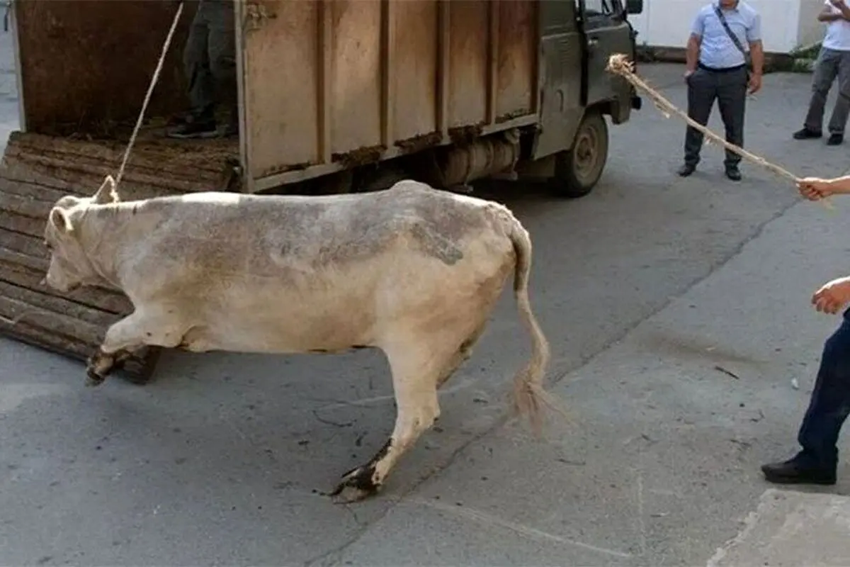 (ویدئو) انتقام دردناک یک گاو از جوان حیوان آزار