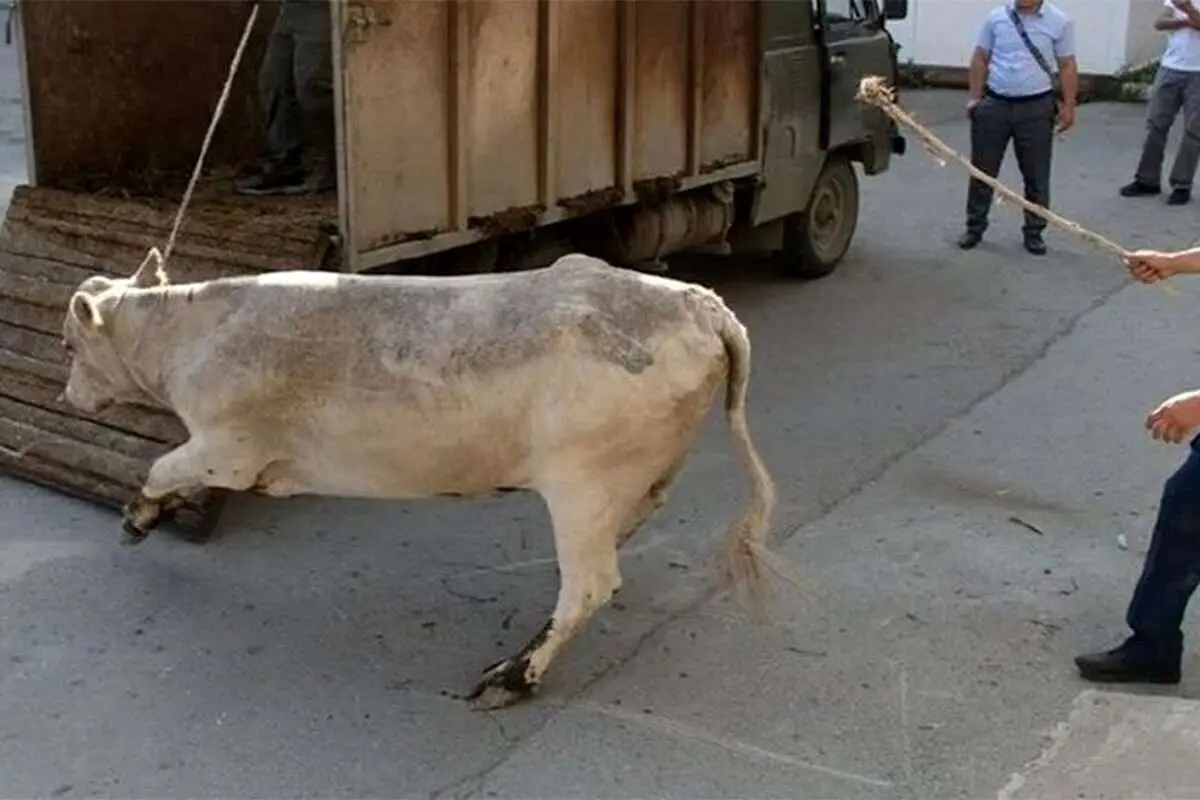 (ویدئو) انتقام دردناک یک گاو از جوان حیوان آزار