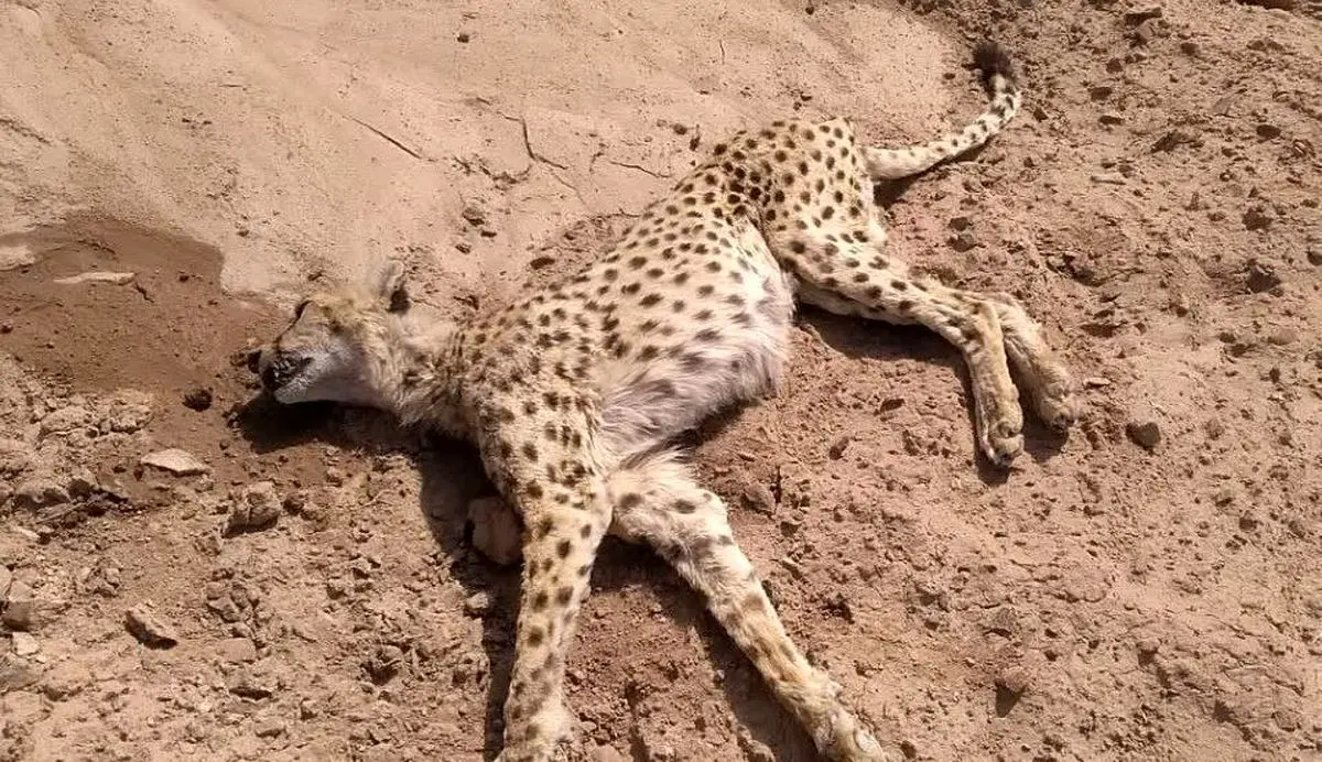 ‌یوزپلنگ ۱۲ ساله در بافق یزد تلف شد‌