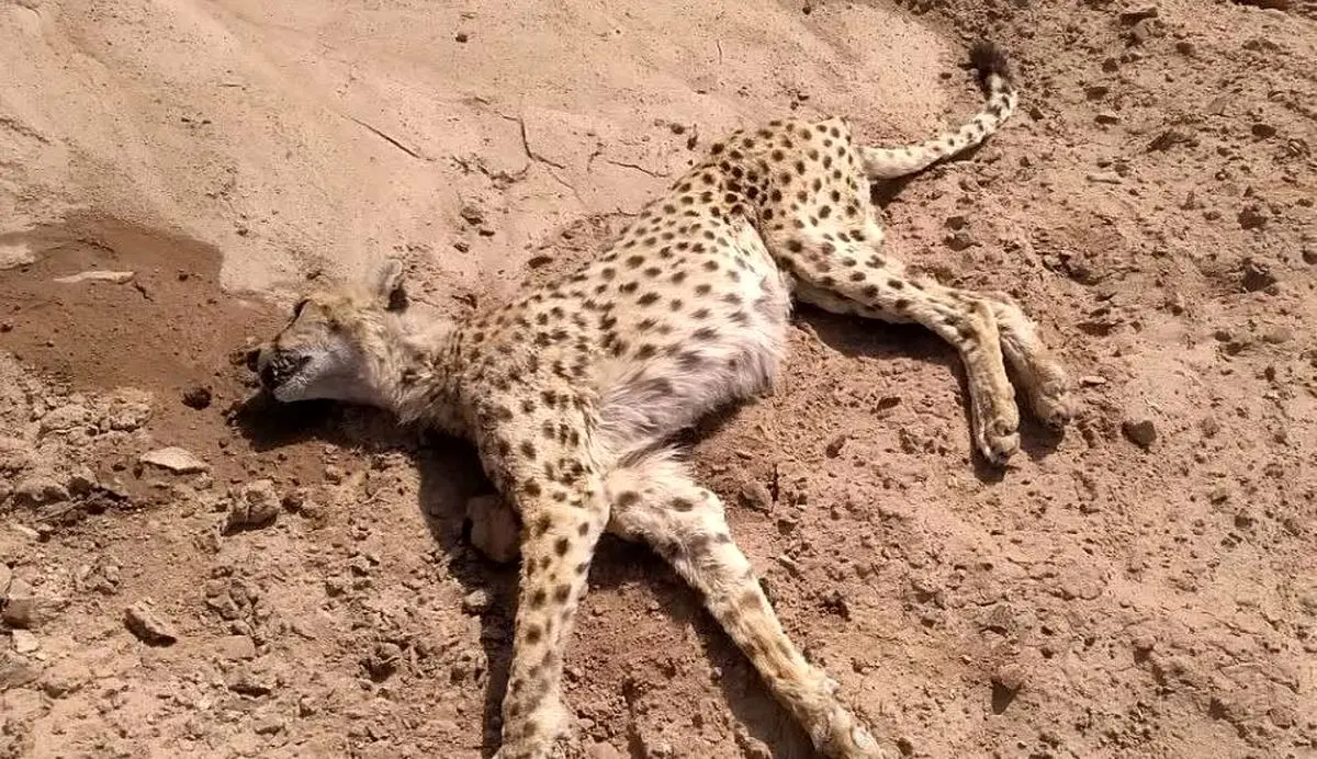 ‌یوزپلنگ ۱۲ ساله در بافق یزد تلف شد‌