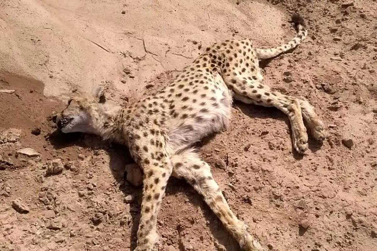 ‌یوزپلنگ ۱۲ ساله در بافق یزد تلف شد‌
