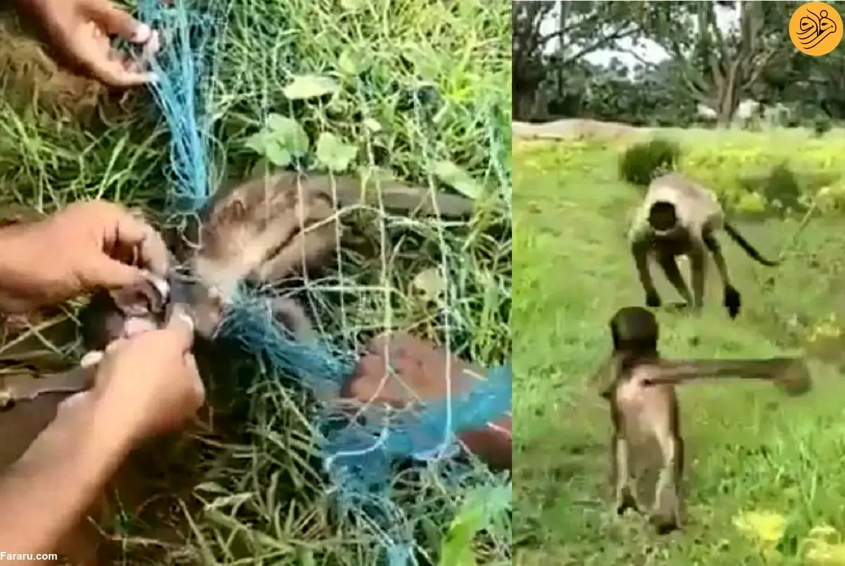 (ویدئو) نجات بچه میمون گره خورده در توری کشاورزان