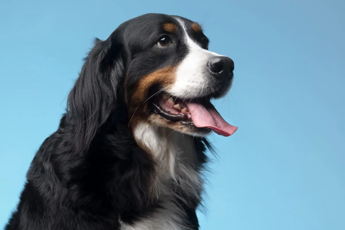 (ویدئو) واکنش باورنکردنی یک سگ برای نجات برادرش از گودال!