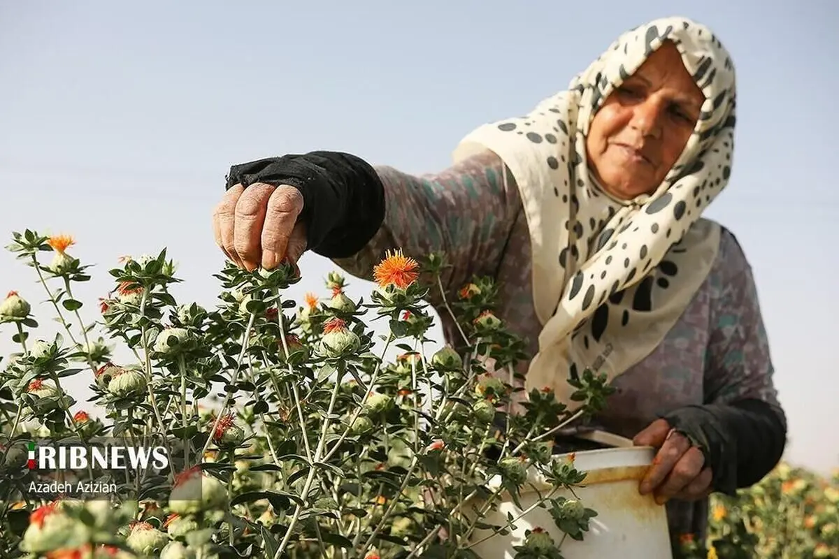 (تصاویر) برداشت گیاه گلرنگ از مزارع اصفهان