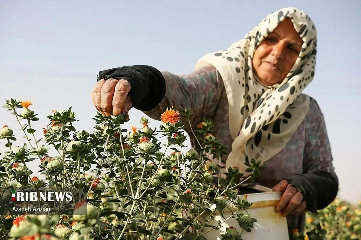 (تصاویر) برداشت گیاه گلرنگ از مزارع اصفهان