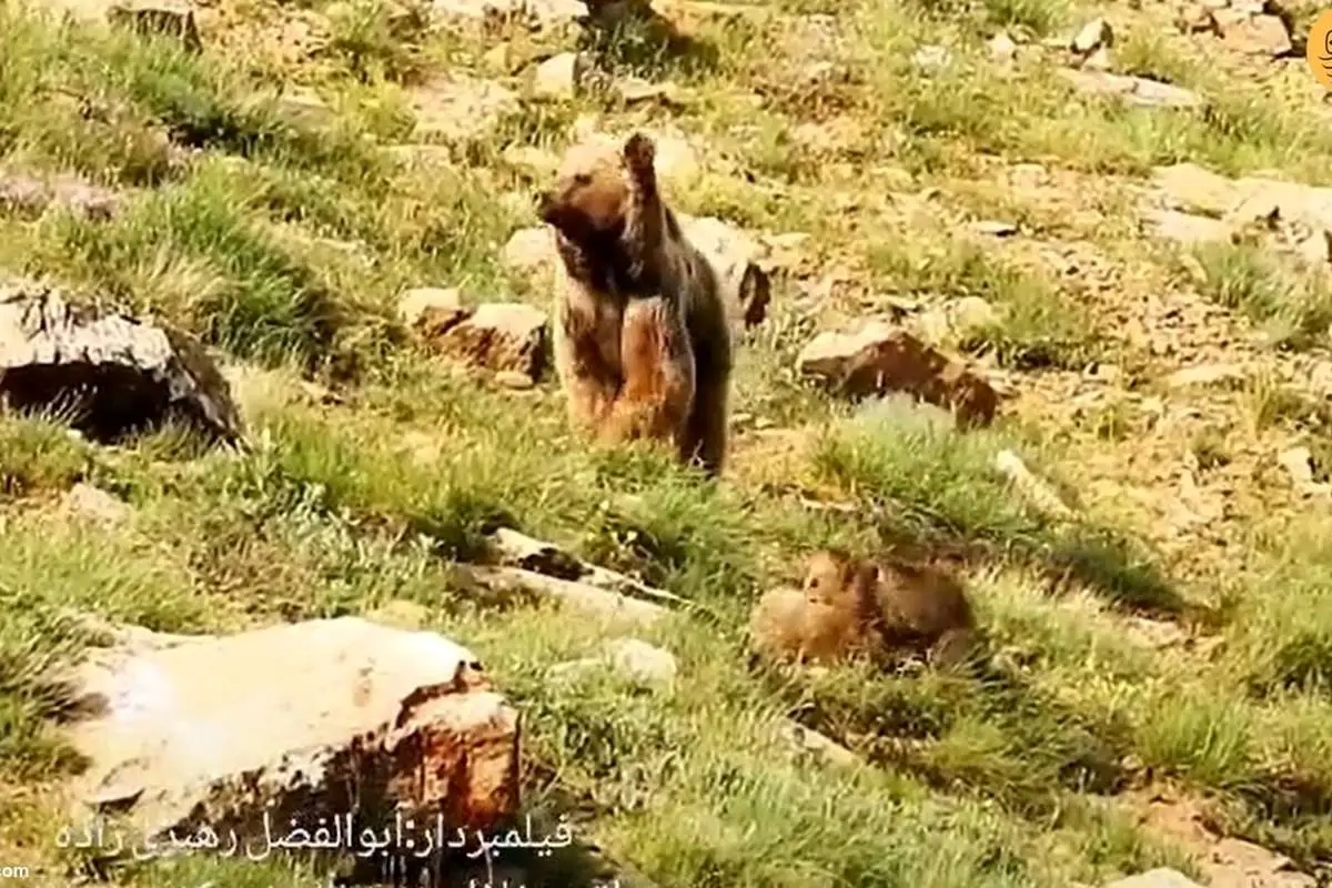 (ویدئو) رویارویی خرس مادر و دو تولهاش با محیطبان مازندرانی