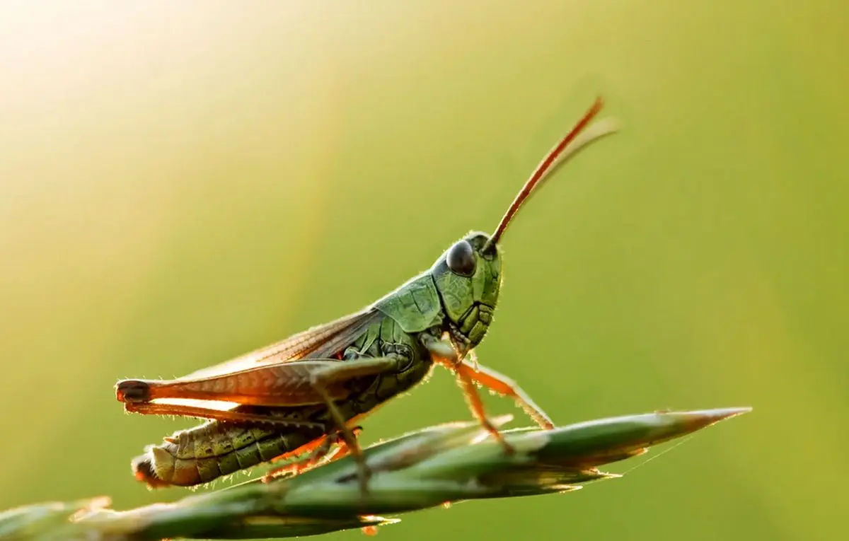 (ویدئو) تصاویر عجیب از یورش جیرجیرک‌ها به غرب آمریکا