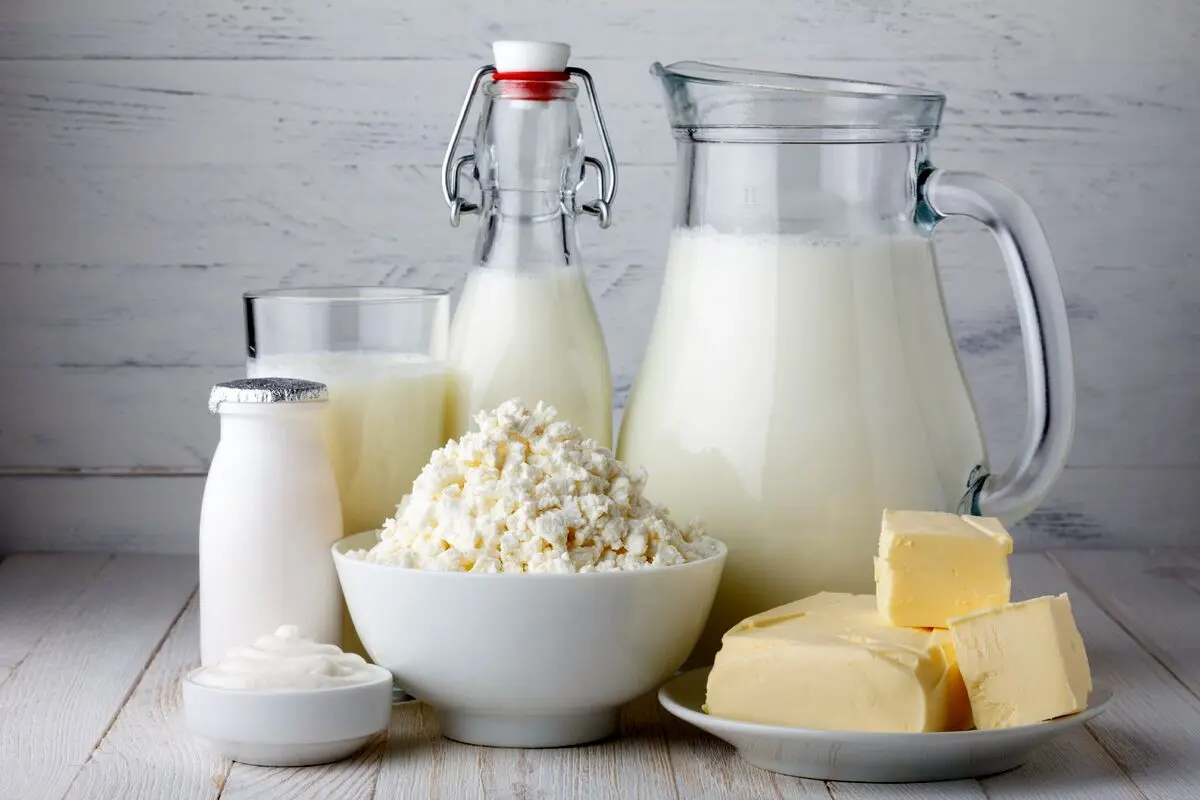 افزایش تب مالت در سال گذشته / لبنیات غیرپاستوریزه مصرف نکنید