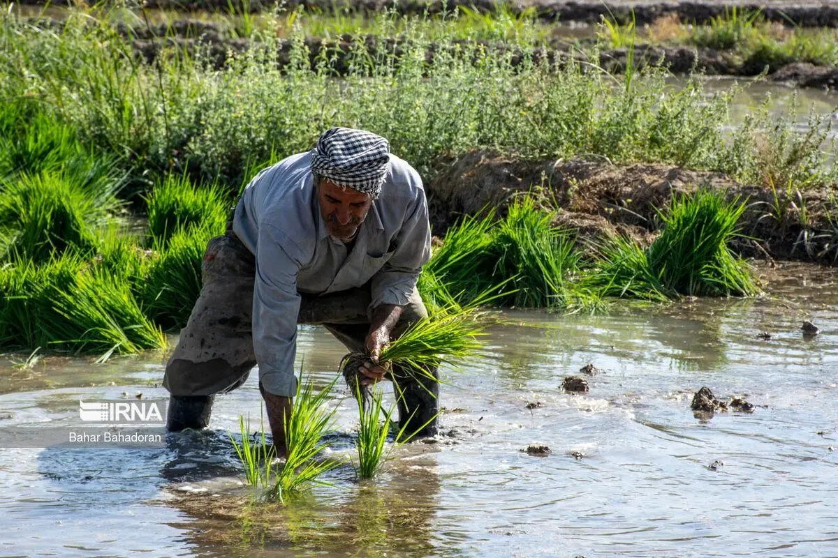 (تصاویر) نشاء برنج در شالیزارهای کهگیلویه و بویراحمد