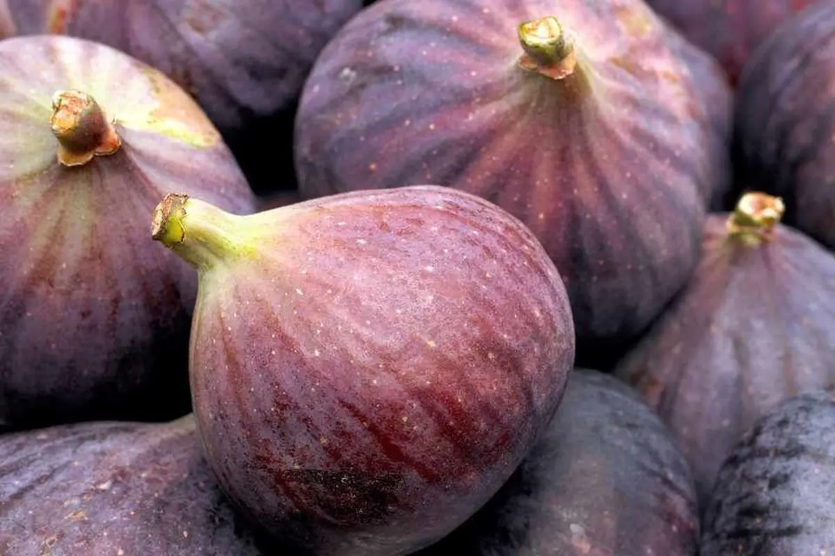 خواص انجیر چیست؟/ اگر کمبود کلسیم و آهن دارید از خوردن این میوه غافل نشوید