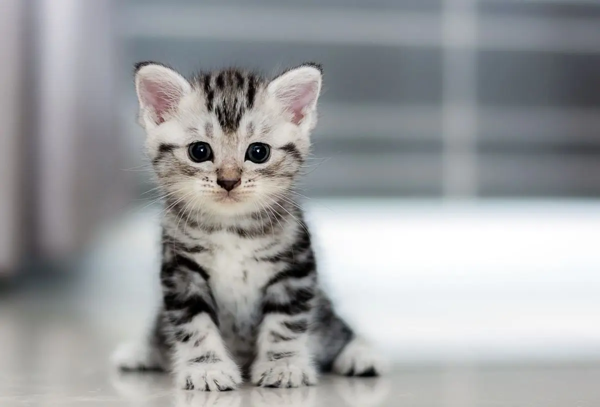 (ویدئو) شیوه عجیب خوابیدن یک گربه بالای یخچال!