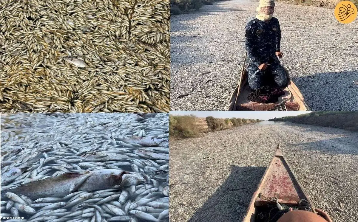 (ویدئو) خشکسالی و مرگ میلیونها ماهی در رودخانهای در عراق