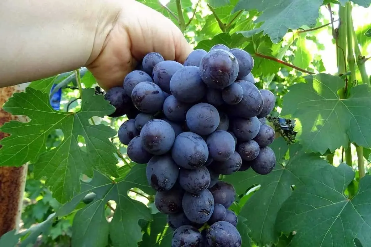 میوه‌ای که اکسیر جوانی است