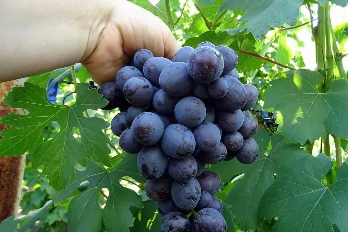 میوه‌ای که اکسیر جوانی است