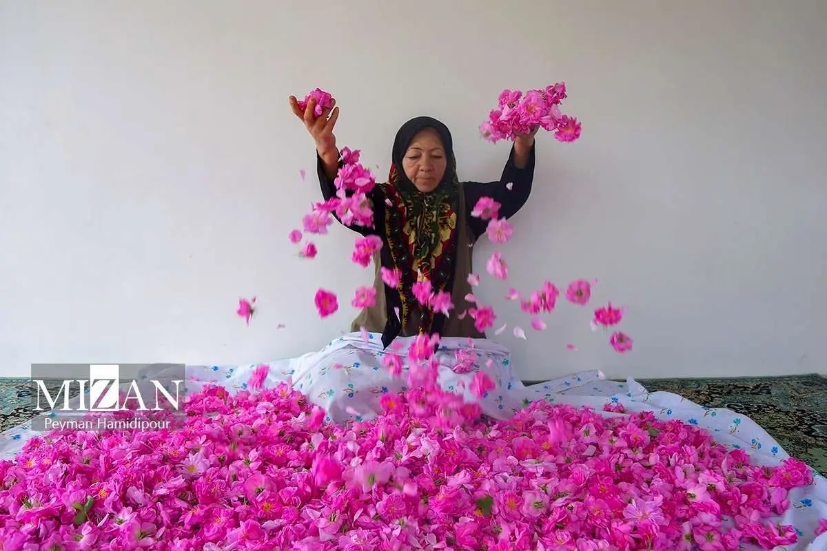 (تصاویر) برداشت گل محمدی در چهار محال و بختیاری