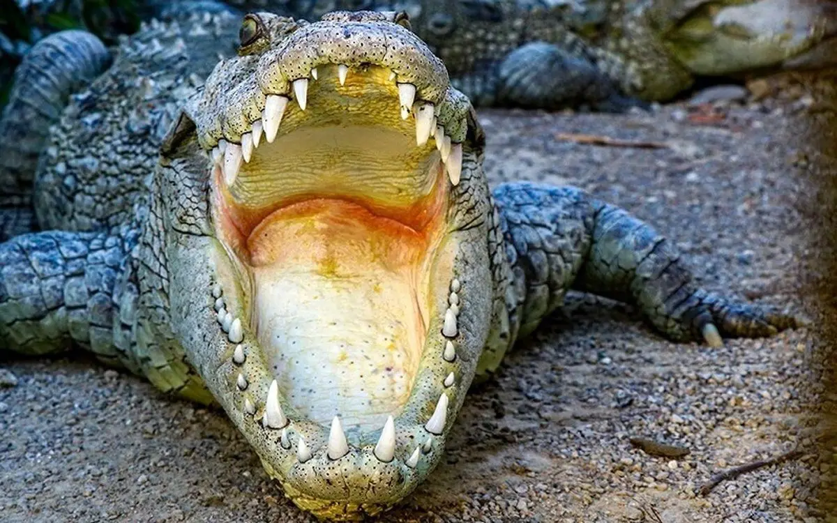 (ویدئو) غافلگیری خونبار یک تمساح برای یک مرد در حین نمایش خیابانی!