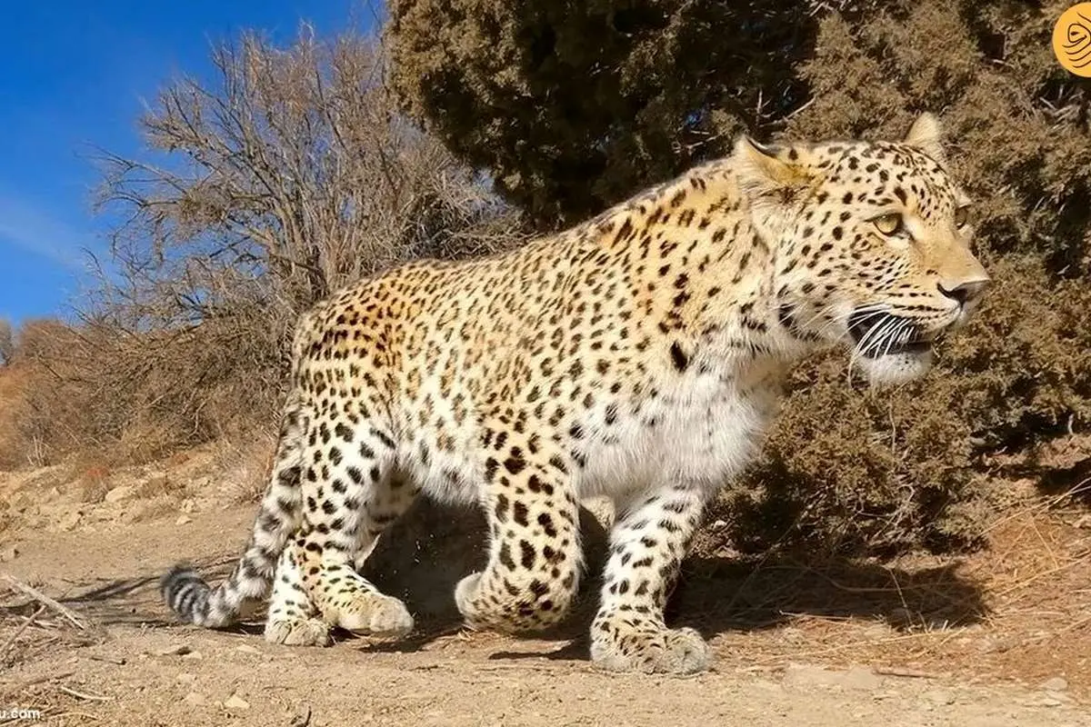 (ویدئو) لحظه شکار بز کوهی توسط پلنگ ایرانی