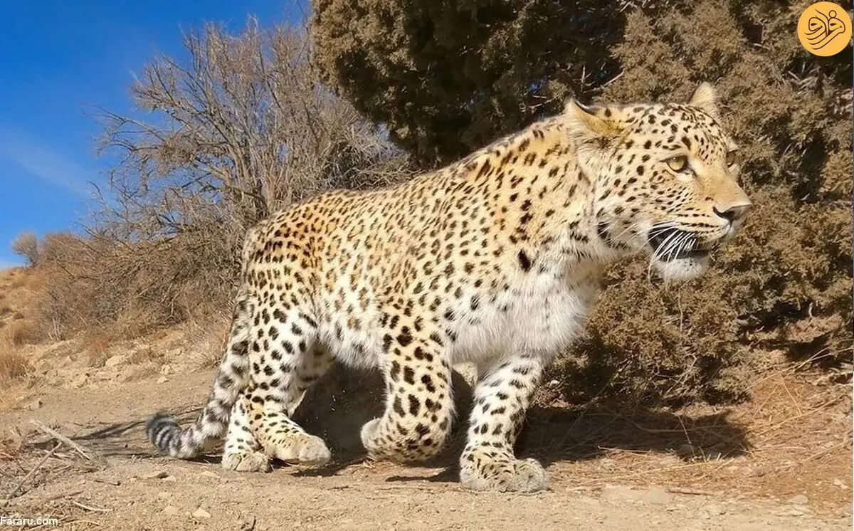 (ویدئو) لحظه شکار بز کوهی توسط پلنگ ایرانی