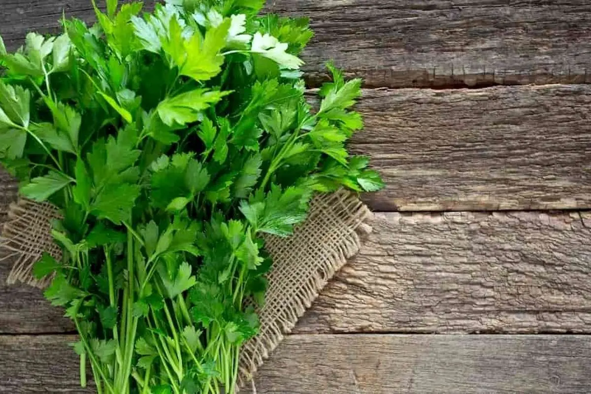 کاهش قند خون با مصرف یک سبزی معطر