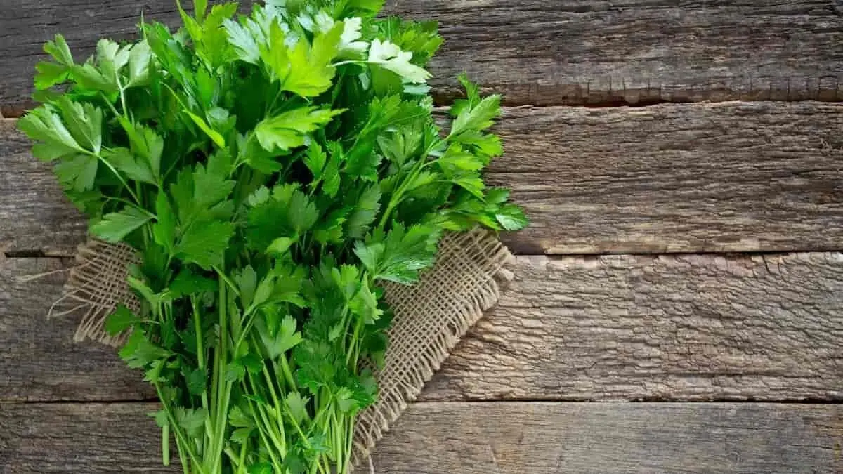 کاهش قند خون با مصرف یک سبزی معطر