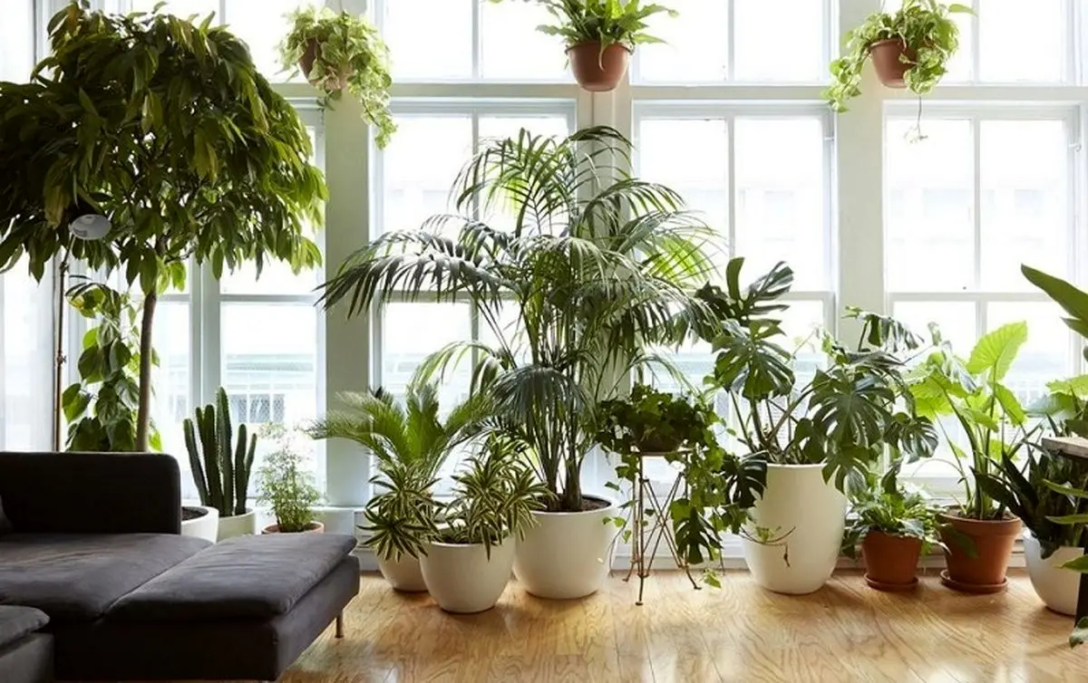 اثرات عجیب و باور نکردنی نگهداری گل و گیاه در خانه؛ حتی درد را کاهش می‌دهند