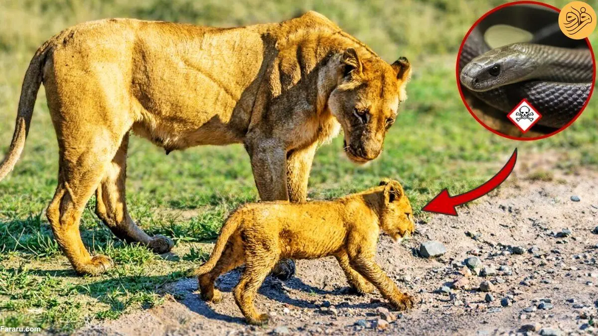 (ویدئو) توله شیری که توسط مار گزیده شده برای همگام شدن با مادر تلاش می‌کند