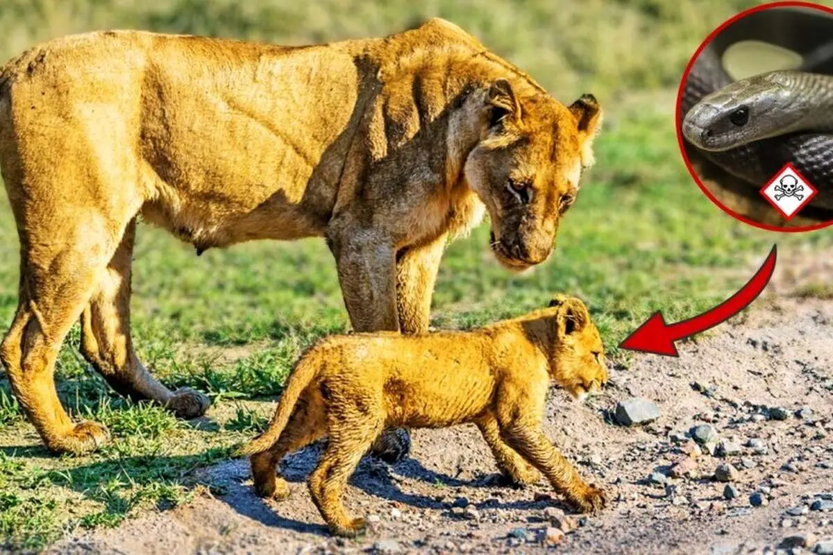 (ویدئو) توله شیری که توسط مار گزیده شده برای همگام شدن با مادر تلاش میکند