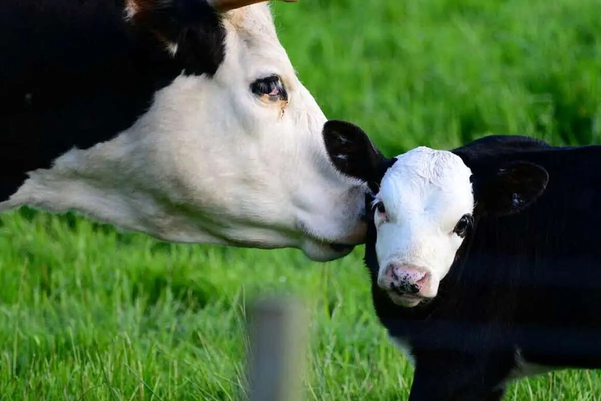 (ویدئو) تشکر زیبای یک گاو از یک مرد برای کمک به زایمان!