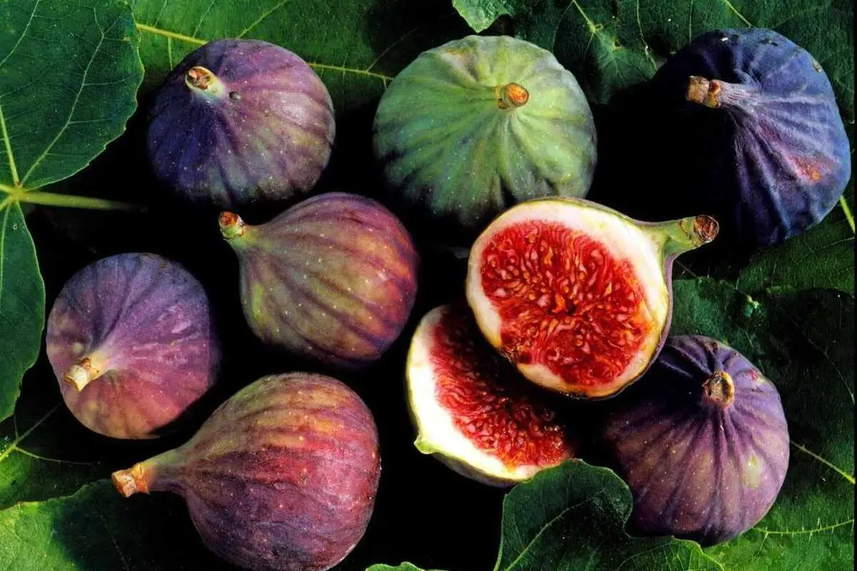 از خواص شگفتانگیز این میوه غافل نشوید
