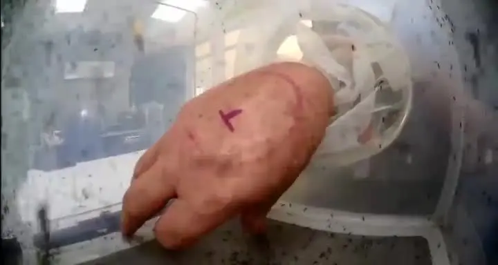 (ویدئو) تاثیر شگفت‌انگیز اسپری ضد پشه در دفع حشرات