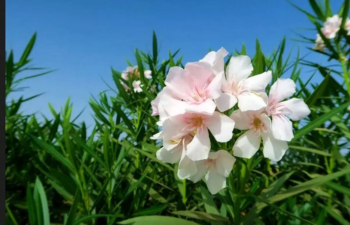 این داروهای عجیب را هوش‌مصنوعی طراحی کرده‌است!