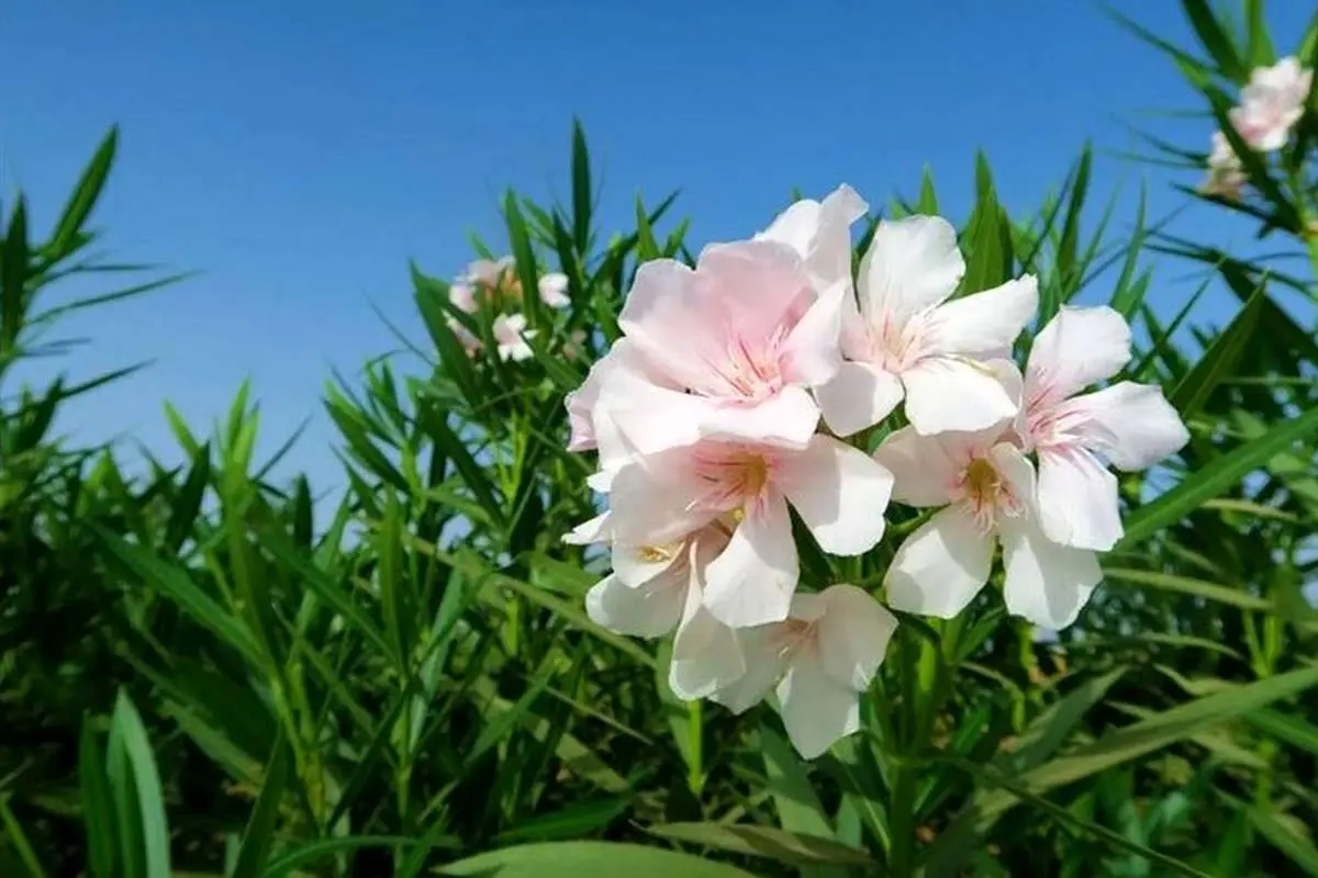 این داروهای عجیب را هوشمصنوعی طراحی کردهاست!