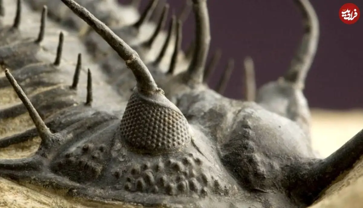 (تصاویر) این جانور باستانی چشم‌هایی از جنس «سنگ» داشت