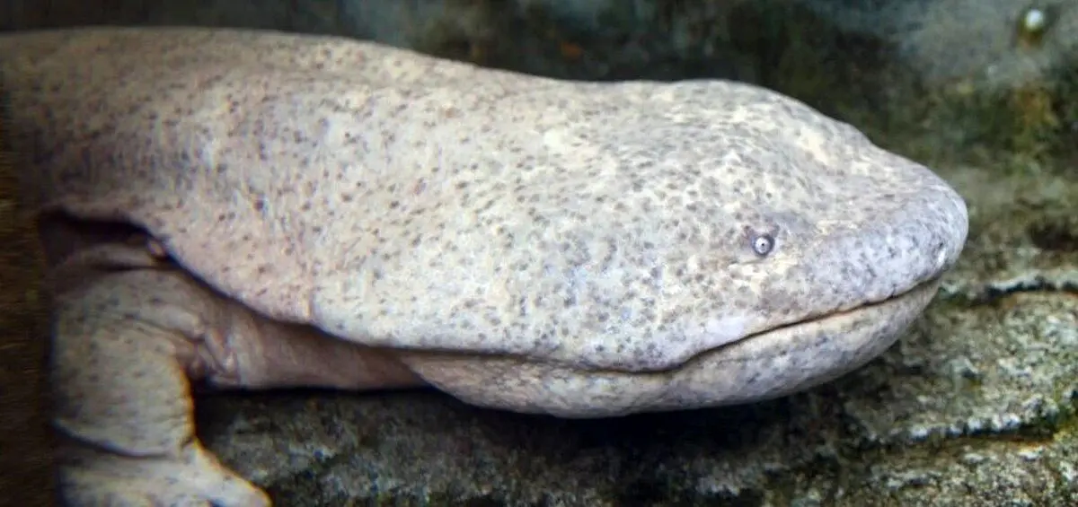 (ویدئو) سمندر چینی؛ فسیل زنده‌ای که با پوستش نفس می‌کشد