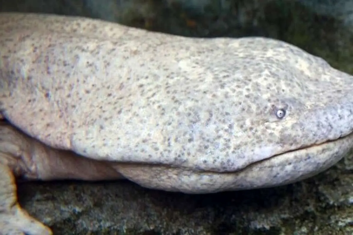 (ویدئو) سمندر چینی؛ فسیل زنده‌ای که با پوستش نفس می‌کشد