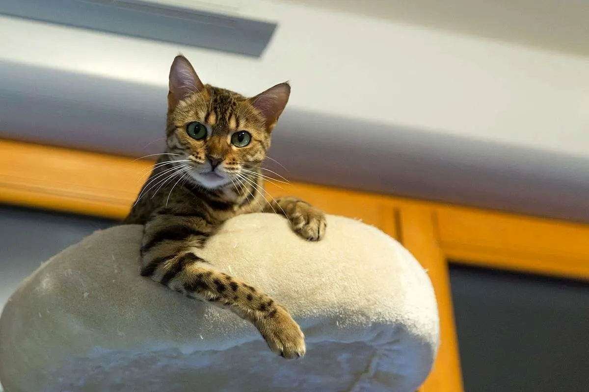 (ویدیو) تعجب یک مرغ از گربه‌ای که فکر می‌کند مادر جوجه‌ها است!