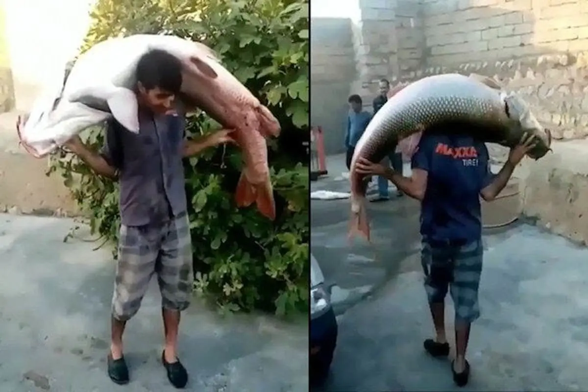 (ویدیو) عجیب‌ترین صید ماهی از رودخانه‌ای در ایران