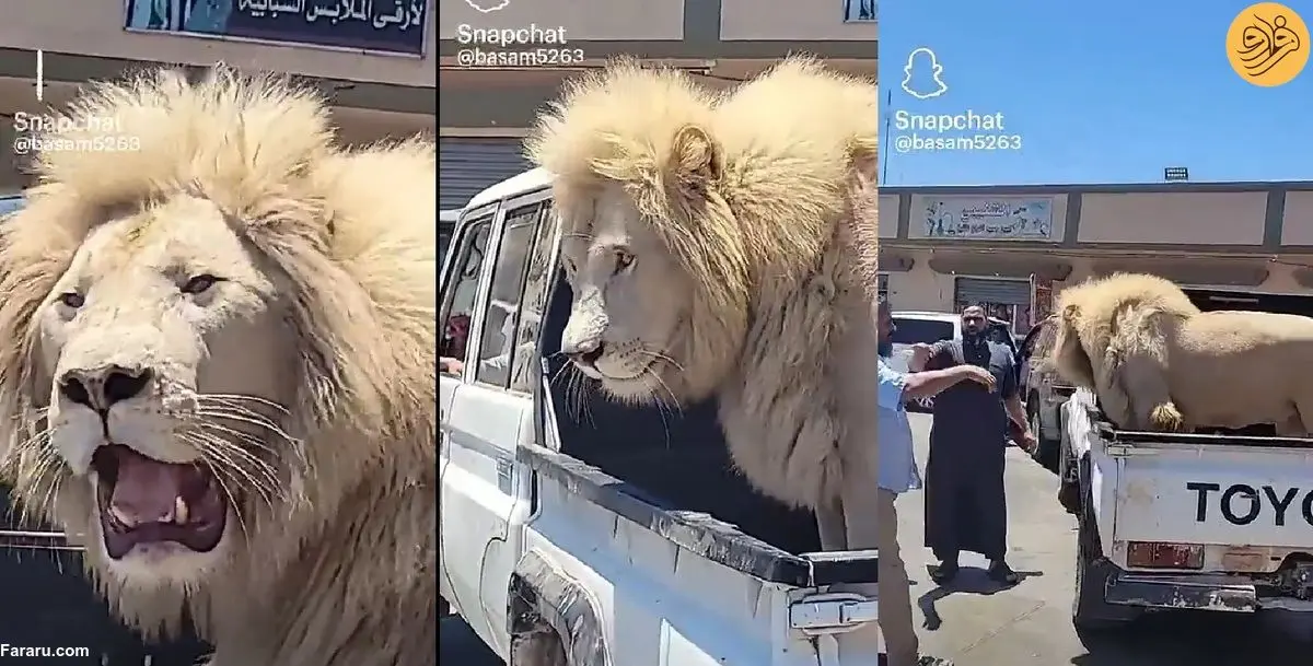 (ویدئو) جنجال یک شیر نر عظیم الجثه پشت وانت!