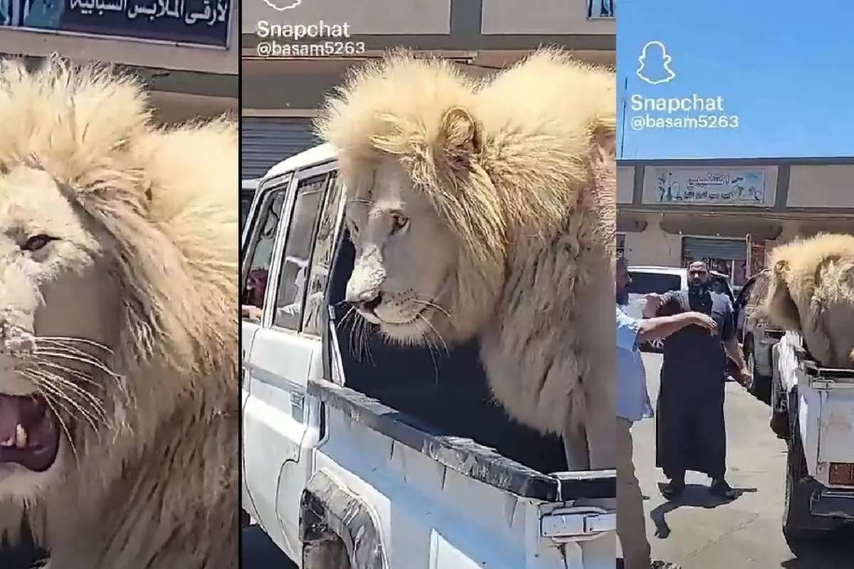 (ویدئو) جنجال یک شیر نر عظیم الجثه پشت وانت!