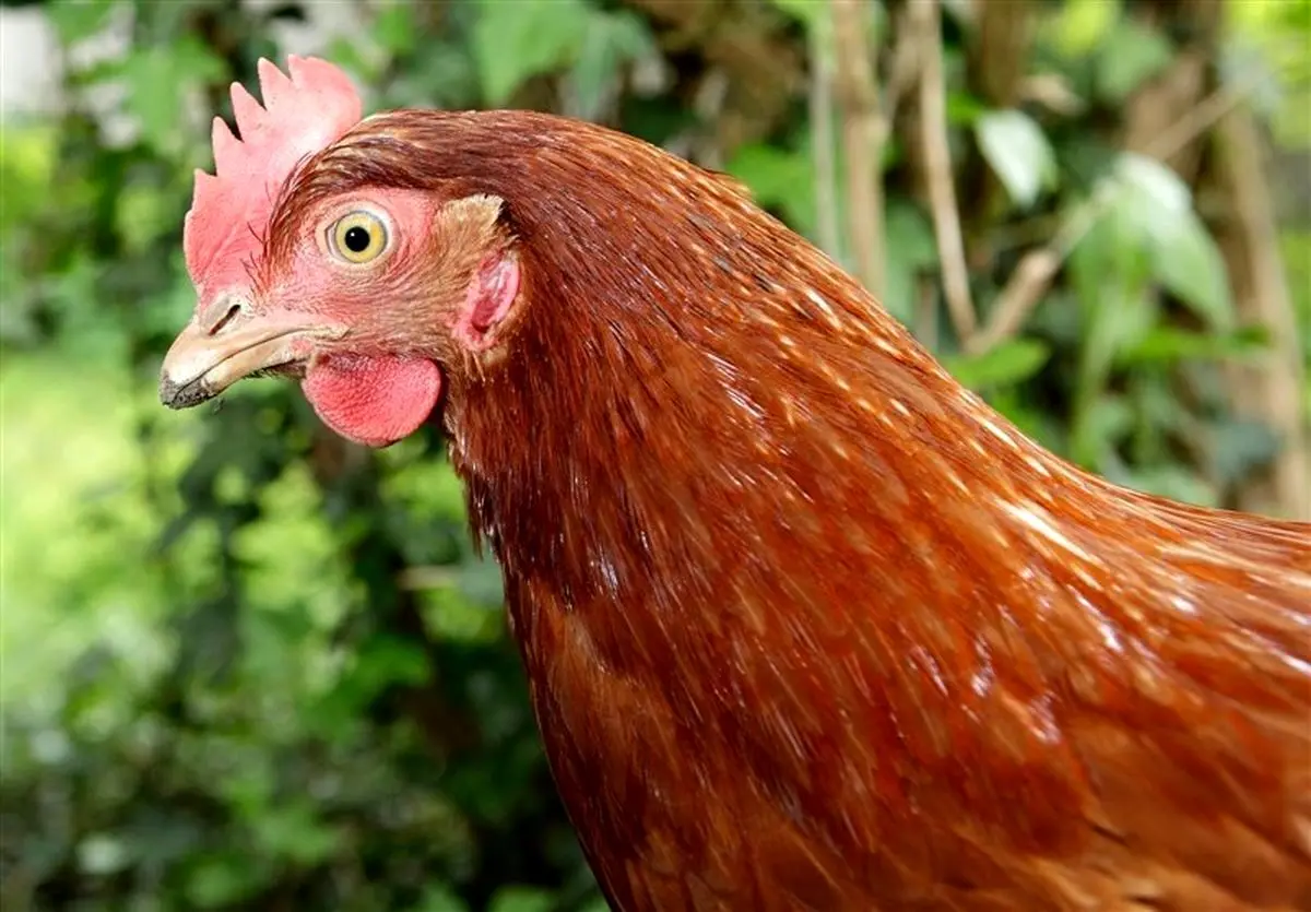 (ویدئو) هیپنوتیزم کردن مرغ و خروس با شیوه‌ای عجیب؛ پشت پرده چه خبر است؟